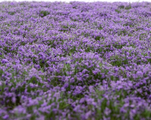 [84304] Blütenbüschel Lavendel